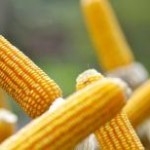 Os preços do milho voltaram a ceder no Brasil, pressionados pela queda das cotações internacionais e pelo aumento da oferta ...