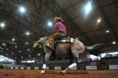 Depois dos bons resultados conquistados pelo cavalo crioulo Alma de Gato Cala Bassa – que ficaram entre os melhores da NRHA Futurity, uma das principais provas de rédea do mundo, disputada em Oklahoma City, nos Estados Unidos, os norte-americanos se ...