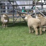 A Feovelha – Feira e Festa Estadual da Ovelha foi lançada nesta quarta, dia 15, em Porto Alegre (RS). Dez ...