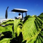 Segundo o Ministério de Agricultura, Pecuária e Abastecimento (MAPA) as exportações brasileiras do agronegócio somaram, em julho deste ano, o ...