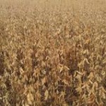 A estimativa do Valor Bruto da Produção (VBP) das principais lavouras do país teve uma atualização no mês de fevereiro, ...