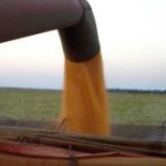 A colheita do milho chegou a 25% da área cultivada na safra de verão na última sexta, dia 01º, avanço ...
