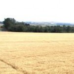 Produtores de trigo do Paraná ainda têm incertezas quanto ao que plantar nesta safra de inverno, segundo pesquisadores do Centro ...