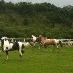 O cavalo Pampa, equino brasileiro que teve origem do cruzamento entre várias raças, é considerado ainda “jovem” no Brasil. A ...