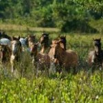 O cavalo pantaneiro se destaca como raça no Pantanal Mato-Grossense. Descendente dos animais utilizados pelas tropas portuguesas, ele é reconhecido ...