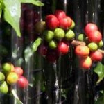 Produção global de café deve crescer 6,9% em 2012/2013 A produção de café no mundo durante a safra global 2012/2013 ...