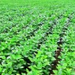 Os financiamentos obtidos pela agricultura empresarial entre julho de 2012 e abril de 2013 somaram R$ 96 bilhões, alta de ...
