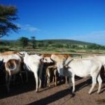 As categorias mais eradas tiveram queda nos preços em Minas Gerais, de acordo com levantamento realizado pela Scot Consultoria. Na ...