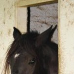 No Ceará, mais de 30 cavalos foram sacrificados por causa de mormo. A Agência de Defesa Agropecuária (Adagri) do Estado ...