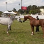 Seguindo a tendência dos maiores mercados de cavalos árabes no mundo, a Associação Brasileira dos Criadores do Cavalo Árabe (ABCCA) ...