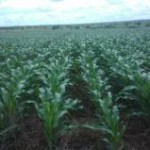 Os produtores dos EUA plantarão 95,262 milhões de acres (38,55 milhões de hectares) de milh em 2013/2014, projetou nesta última ...