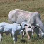 A criação de um pasto maternidade pode ajudar a diminuir a taxa de mortalidade nos rebanhos. O pasto maternidade foi ...