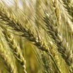 A demanda firme pelo trigo, as dificuldades de importação do produto argentino e as valorizações do dólar têm mantido as ...
