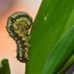 No próximo dia 4 de setembro, será promovido pela Cooperativa Agrícola Sul Matogrossense (Copasul) o 11° Simpósio da Soja que será realizado ...