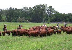 A informação é do Núcleo de Combate à Doença, da Secretaria da Agricultura, Pecuária e Agronegócio (Seapa), que detectou um ...