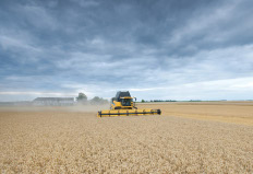 Técnicos do Ministério da Agricultura divulgaram um relatório na última semana, que aponta que as lavouras de trigo da Argentina ...