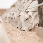 Obter bons resultados na produção de carne a pasto não depende apenas de variáveis como: disponibilidade de forrageiras, qualidade do ...