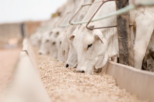 Confira os índices do Boletim Agronegócio.net desta sexta-feira, 28 de fevereiro 2014. Boi A segunda quinzena de fevereiro tem sido de preços firmes da arroba de boi gordo, sustentados principalmente pela oferta reduzida de animais. O Indicador ESALQ/BM&FBovespa fechou a R$ 120,41 ...