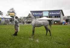 A Associação Brasileira dos Criadores do Cavalo Árabe (ABCCA) realizará, nesta quinta, dia 12, em Avaré (SP), a 20ª Exposição Internacional do Cavalo Árabe, que vai até domingo, dia 15. O evento será aberto ao público e contará, ainda, com a ...