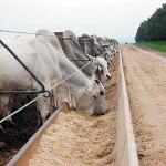 Dados divulgados pela Associação dos Criadores de Mato Grosso (Acrimat) indicam que os produtores do Estado de Mato Grosso reduziram ...