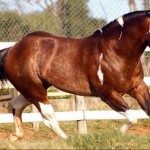 De acordo com a Associação Brasileira de Criadores de Cavalo Quarto de Milha (ABQM), somente neste ano foram arrecadados R$ ...