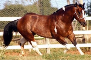 De acordo com a Associação Brasileira de Criadores de Cavalo Quarto de Milha (ABQM), somente neste ano foram arrecadados R$ 170 milhões de faturamento em leilões e registro de mais de 18 mil animais em todo o país, além disso ...