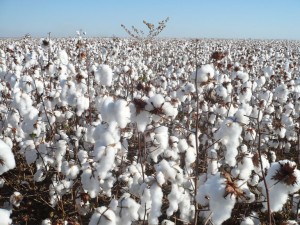 Confira os índices do Boletim Agronegócio.net – Índices da semana (26 de maio até 31 maio) Algodão Depois de acumular baixas por 45 dias consecutivos, as cotações do algodão em pluma estão mais firmes no mercado brasileiro. O bom volume de negócios ...