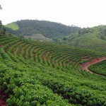 A Terra Forte, uma das maiores exportadoras de café do Brasil, revisou para baixo sua estimativa para a produção nacional ...