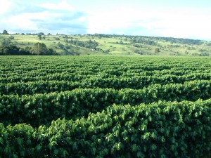 O Conselho Monetário Nacional (CMN) informou na sexta, dia 25/04, que o Fundo de Defesa da Economia Cafeeira (Funcafé) terá orçamento de R$ 2,925 bilhões para 2014. O montante estará dividido em recursos para estocagem (R$ 1,3 bilhão), operações de ...