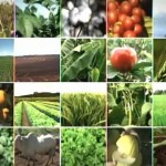 O Canal Rural mostrou, no último sábado, dia 30/11, os avanços tecnológicos da agricultura brasileira nos últimos anos e apresentou ...