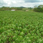 Confira os índices do Boletim Agronegócio.net desta segunda-feira, 10 de março 2014. Citros A oferta de lima ácida tahiti está abaixo da ...