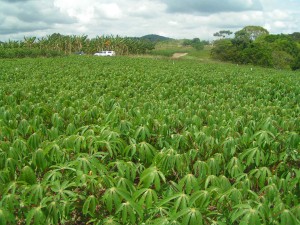 Confira os índices do Boletim Agronegócio.net desta segunda-feira, 17 de fevereiro 2014. Mandioca A seca na maior parte das regiões acompanhadas pelo Cepea limitou a colheita da mandioca na última semana, apesar do interesse de produtores em manter os trabalhos ...