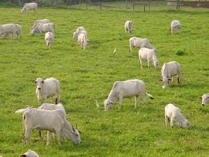 Confira os índices do Boletim Agronegócio.net desta quinta-feira, 20 de fevereiro 2014. Boi A oferta restrita, ainda consequência da seca em grande parte do Brasil e que tem degradado as pastagens, vem mantendo os preços em patamares elevados nos diversos ...