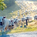 Segundo dados divulgado pelo Ministério do Desenvolvimento, Indústria e Comércio Exterior (MDIC), as exportações brasileiras de carne bovina somaram, até ...