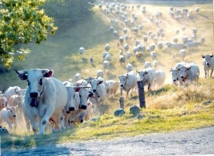 Segundo dados divulgado pelo Ministério do Desenvolvimento, Indústria e Comércio Exterior (MDIC), as exportações brasileiras de carne bovina somaram, até a última sexta-feira (29/11), 1,36 milhão de toneladas, que renderam US$ 6,013 bilhões de divisas para o país. O resultado ...