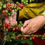O Banco Central (BC) autorizou a renegociação de parcelas de financiamentos rurais vinculadas a lavouras de café arábica. A decisão ...