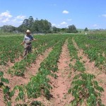 Confira os índices do Boletim Agronegócio.net desta segunda-feira, 20 de janeiro de 2014. Mandioca Os preços da raiz caíram pela ...