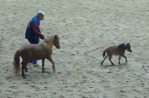 Cavalo Miniatura corre alucinado entre vários outros mini cavalos. Quantas pessoas serão necessárias para pega-lo? Sobre Cavalo Miniatura ou Mini ...