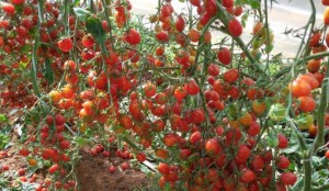 A Embrapa lançou recentemente o tomate BRS Zamir do tipo cereja, um híbrido que apresenta elevados teores de carotenoide licopeno, antioxidante tido como um dos mais eficientes na prevenção de doenças degenerativas e cardiovasculares. Desenvolvido pela Embrapa Hortaliças (Brasília-DF), o ...