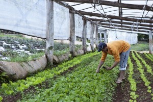 Os ministérios do Desenvolvimento Social e Combate à Fome e do Desenvolvimento Agrário lançaram a Campanha Brasil Orgânico e Sustentável, que está inserida na agenda de meio ambiente e sustentabilidade do governo federal para a Copa do Mundo de 2014. ...