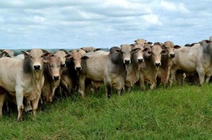 Confira os índices do Boletim Agronegócio.net desta quinta-feira, 13 de fevereiro 2014. Boi Os preços do boi gordo seguem em movimento de alta neste início de fevereiro, de acordo com levantamentos do Cepea. Nessa quarta-feira, 12, o Indicador ESALQ/BM&FBovespa (estado ...