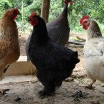 Aves criadas livres de gaiolas, sem uso de antibióticos, com certificação de bem-estar animal e alimentação 100% vegetal, livre de ...