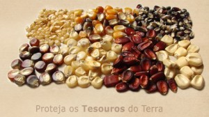 Para amenizar a situação dos produtores de cultura orgânica, que sofrem com a falta de sementes e mudas obtidas em sistemas orgânicos que obedecam a Instrução Normativa nº 46 de 2011, do Ministério da Agricultura, o Centro Estadual de Pesquisa em ...