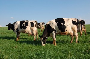 Fatores como a cotação do leite, que se manteve estável, e o preço dos insumos, que estiveram num patamar aceitável, influenciaram o bom desempenho para a raça holandesa no último ano. Com isso, os valores das vacas holandesas também se ...