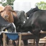 Veja na reportagem abaixo, uma fazenda em Uberlândia, no Triângulo Mineiro, que produz 550 litros de leite em apenas 2,2 ...