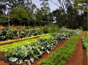 O Brasil fechou 2013 com saldo positivo para a agricultura orgânica, segundo dados do Cadastro Nacional de Produtores Orgânicos. O número de organismos avaliadores de conformidade do setor mais que dobrou e o montante de produtores e unidades produtivas teve ...