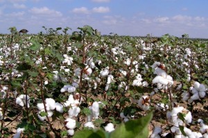 Cinco associações de produtores de algodão agroecológico da região Nordeste foram credenciadas pelo Ministério da Agricultura, Pecuária e Abastecimento (Mapa) para utilizar o Selo do Sistema Brasileiro de Conformidade Orgânica em seus produtos de origem vegetal. O selo tem por ...