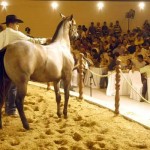 A Associação Brasileira de Criadores de Cavalo Quarto de Milha (ABQM) está contente com os resultados obtidos no ano de ...