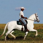 Neste programa Mangalarga Marchador TV é possível aprender como calcular as velocidades no passo, na marcha e no galope do ...