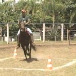 O programa Mangalarga Marchador TV do último domingo, dia 23, mostrou a 6ª Exposição de Inéditos da raça em Betim ...